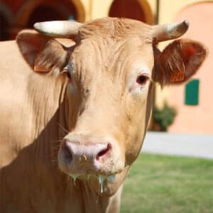 barisella_reggio_emilia_carne_4